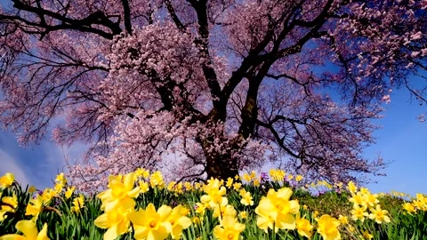 Wani-zuka's Cherry Blossoms and Daffodils Stock-Footage 332241053