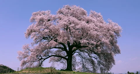 Wani-zuka's Sakura Stock Footage 332338951