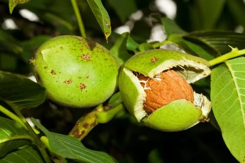 Wanuts in a tree Stock Photos