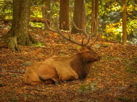 Wapiti avoiding the hunters. Stock Photos