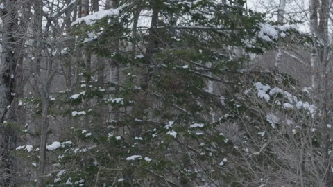 Wapiti elk tilt down from trees in winter wonderland Stock Footage 87244251
