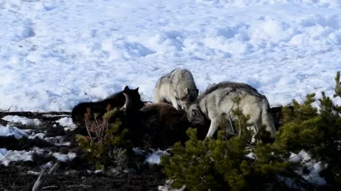 Wapiti Grey Wolf pack canines tearing bison carcass in Yellowstone National Park Stock-Footage 170074762