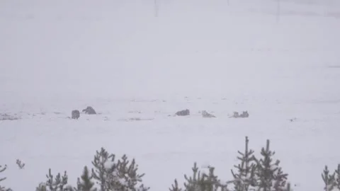 Wapiti Lake Wolf Pack Resting in Snow-Covered Yellowstone Field Stock Footage 315196147