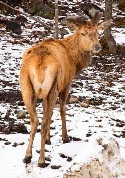 Wapiti looking back Stock Photos