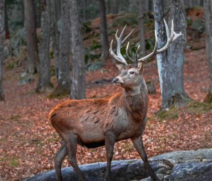 Wapiti posing for the camera Stock Photos