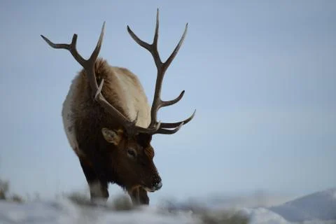 Wapiti in snow Stock Photos