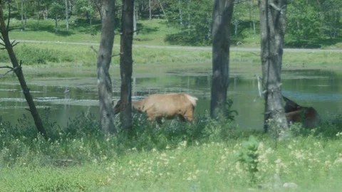 Wapitis Lying and Walking near Lake Stock Footage 79222293