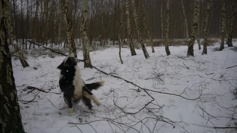 Wappy dog (border collie) playing with big stick in the UK snow,4k Stock-Footage 86609654