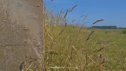 War Bunker with mature grass gently swaying in the breeze Stock Footage 201529067