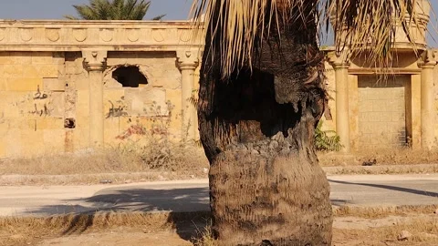 War-damaged palm tree and destroyed building in Syria symbolizing destruction Stock Footage 318526888