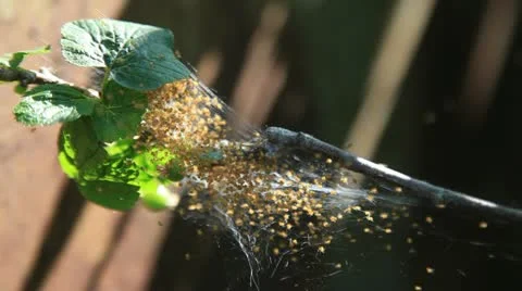 War of insects Stock Footage 10994106