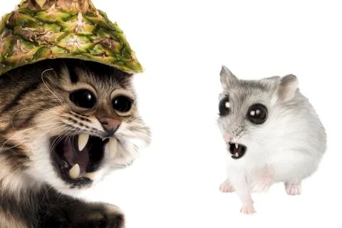 War of the mouse and the cat Stock Photos