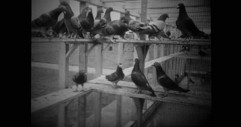 War pigeons in bird cage Stock Footage