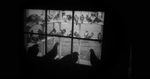 War pigeons in bird cage Stock Footage 43493515