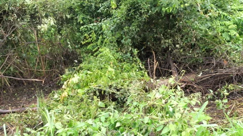 War in Thailand 動画素材 314187117