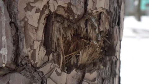 The war in Ukraine, a tree damaged by a shell. Close-up of debris on a tree Stock Footage 264499420