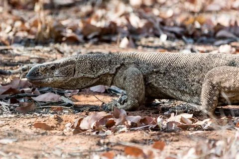 Waran in the leaves. Stock Photos