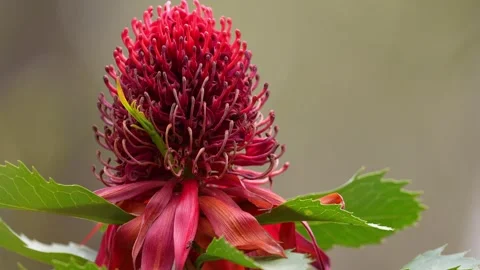 Waratah Flower Australia Stock Footage 327627266