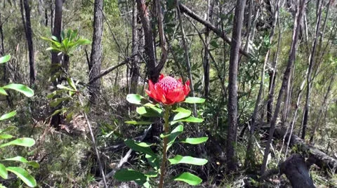 Waratah in Wild Stock Footage 26208491