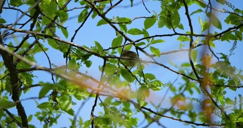 Warbler actively hunts small insects in vibrant green crown of flowering black Stock Footage 311585408