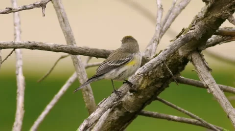Warbler Bird on Branch  Stock Footage 1019886