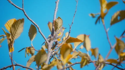 Warbler bird perched on a branch with autumn leaves Stock Footage 337736274