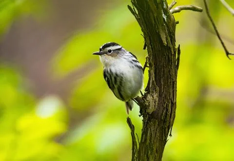 Warbler bird in tree Stock Photos
