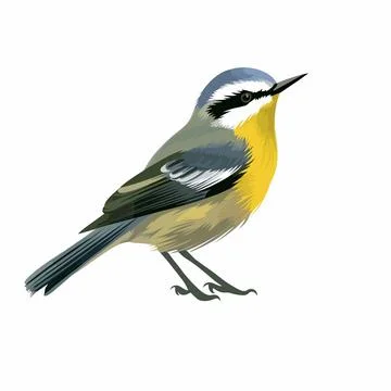 Warbler bird vector on white background Illustrazione stock