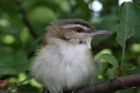 Warbler on a Branch Stock Photos
