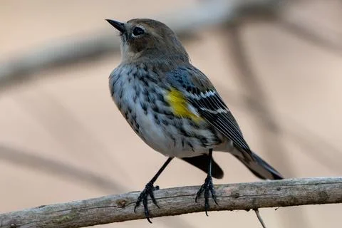 Warbler on a Branch. Foto stock