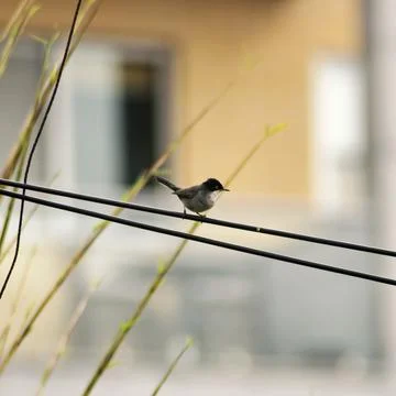 Warbler on a eletric cable Stock Photos