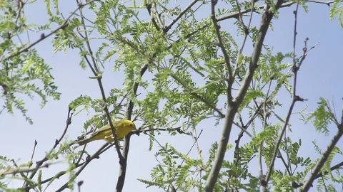Warbler feeding and falling Stock-Footage 89415345