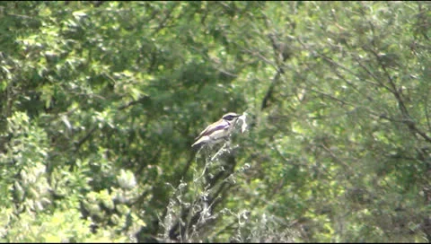 Warbler Stock Footage 24738326