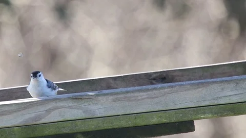 Warbler Video stock 86671686