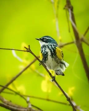 Warbler Perched on a Branch Stock Photos