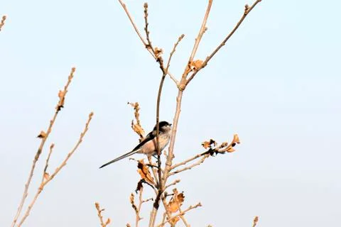 Warbler perched on the tree Stock Photos