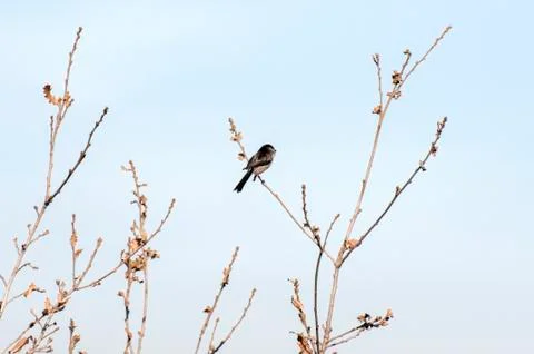 Warbler perched on the tree Stock Photos