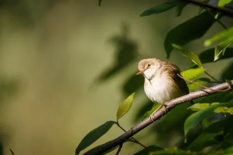 Warbler 写真素材