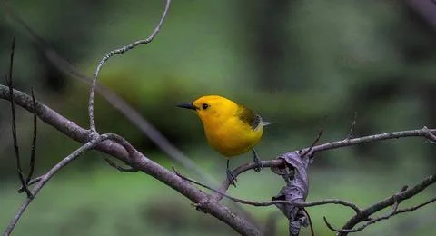 Warbler Stock Photos