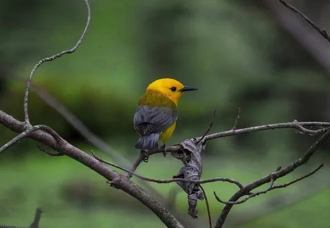 Warbler Stock Photos