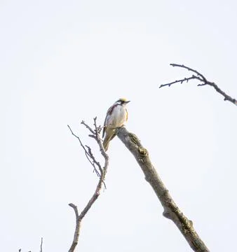 Warbler Stock Photos