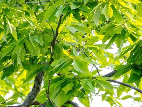 Warbler Stock Photos