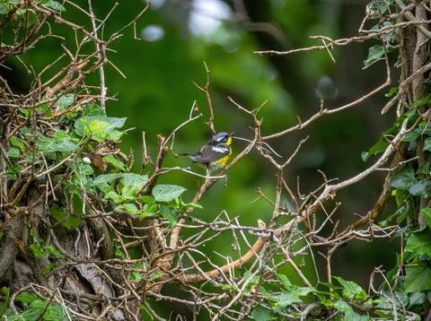 Warbler Stock Photos