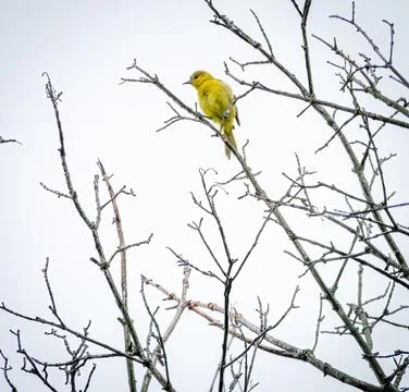 Warbler Stock Photos