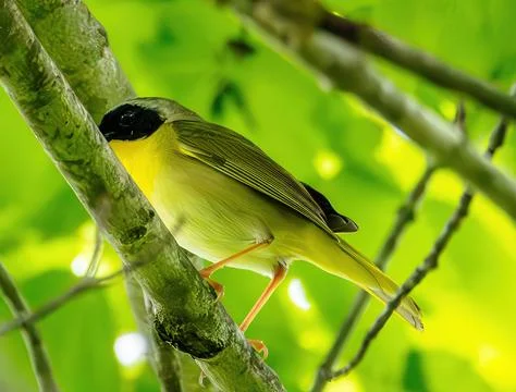 Warbler Stock Photos