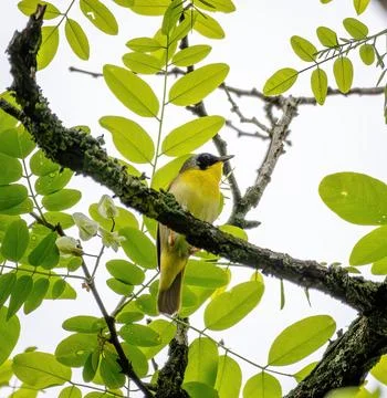 Warbler Stock Photos