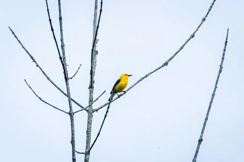 Warbler Stock Photos