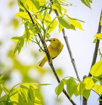 Warbler Stock Photos