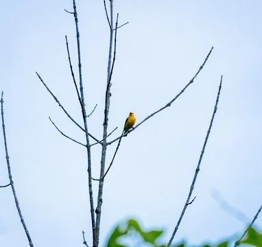 Warbler Stock Photos
