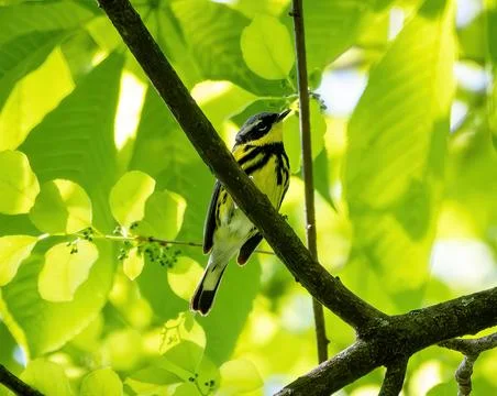 Warbler Stock Photos